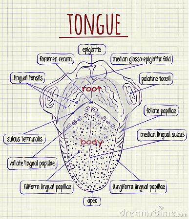 Tongue Anatomy Drawing, Tongue Diagram, Tongue Anatomy, Human Organ Diagram, Human Body Organs Anatomy, Body Anatomy Organs, Lingual Tonsils, Tongue Drawing, Human Body Diagram