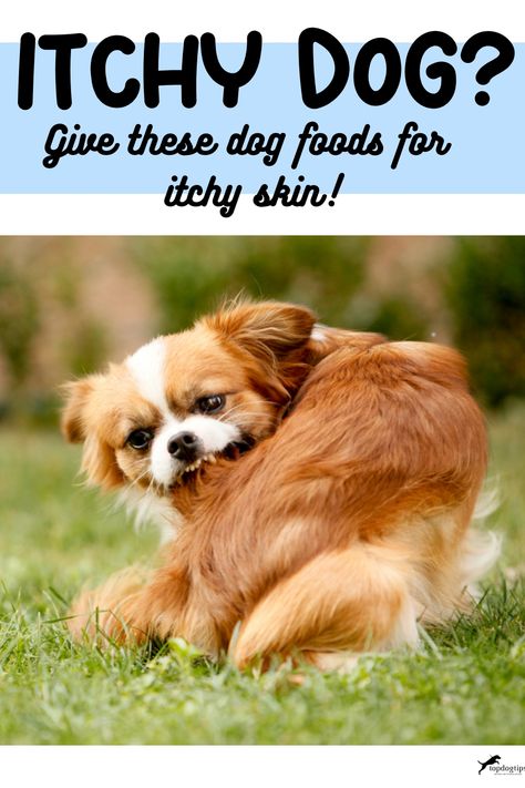 Itchy Dog? Give These Dog Foods for Itchy Skin! Dog Rash Remedy Skin, Itchy Dog Remedies, Itchy Dog Skin, Itchy Dog, Dog Remedies, Dog Foods, Dog Itching, Dog Food Brands, Best Dog Food