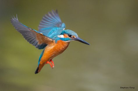 20130301-DSC_2749 | bbe022001 | Flickr Azure Kingfisher, Kingfisher Tattoo, Kingfisher Watercolor, Cool Animals, King Fisher, Common Kingfisher, Bird Barn, Photo Animaliere, Kingfisher Bird