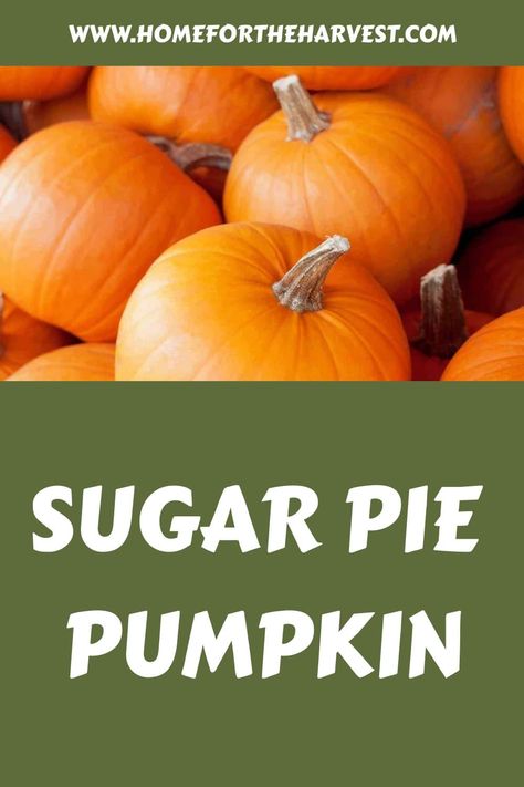 Sugar Pie Pumpkin Recipes, Sugar Pumpkin Recipes, Sugar Pumpkin Pie Recipe, Planting Pumpkin Seeds, Jarrahdale Pumpkin, Sugar Free Pumpkin Pie, Pumpkin Spices, Pumpkin Varieties, Pumpkin Seed Recipes