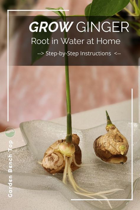 ginger root propagated in water Propagate Ginger, Ginger Roots, Growing Ginger, Preserving Herbs, Diy Herbal Remedies, Ginger Plant, Herb Garden In Kitchen, Medical Herbs, Astuces Diy