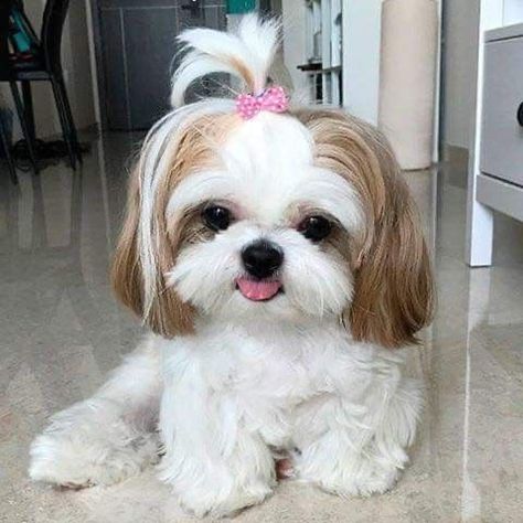 💗 Shih Tzu Haircuts, Shitzu Dogs, Perro Shih Tzu, Chien Shih Tzu, Shitzu Puppies, Cute Small Dogs, Really Cute Puppies, Super Cute Puppies, Very Cute Dogs