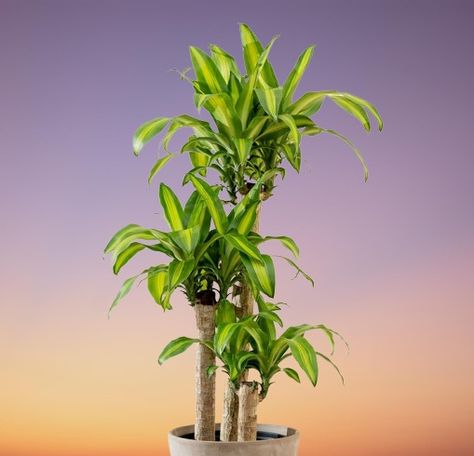 Corn Palm (Corn Plant) | Dracaena fragrans Indoor Care and Problems Corn Plant Indoor Care, Corn Plant Indoor, Dracaena Fragrans, Growing Corn, Dracaena Plant, Tropical Africa, Plant Indoor, Corn Plant, Dry Leaf