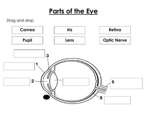 Parts Of The Eyes Grade 3, Parts Of The Eyes Worksheet, Diagram Of The Eye, Neuron Diagram, Parts Of An Eye, Eye Structure, Preposition Worksheets, Kids Awards, Eye Parts