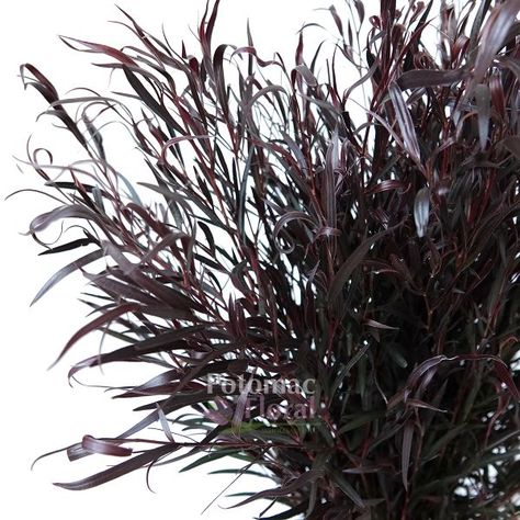 Agonis Foliage Dark Black Green Willow Shaped Leaves - Potomac Floral Wholesale Agonis Foliage, Magenta Bouquet, Presentation Bouquet, Goth Flowers, Dark Greenery, Burgundy Foliage, Dark Spring, Black Willow, Dark Foliage