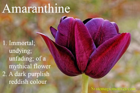 Amaranthine Amaranth Flower, Gifts For Young Women, Purple Spring, Magnolia Park, Types Of Roses, Violet Purple, Word Of The Day, Aesthetic Hair, Book Of Shadows