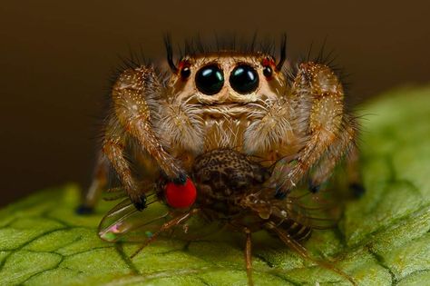 Spider Meme, Spider Eating, Types Of Spiders, Spider Species, Jumping Spiders, Pet Spider, Jumping Spider, Pictures Quotes, Bubble Art