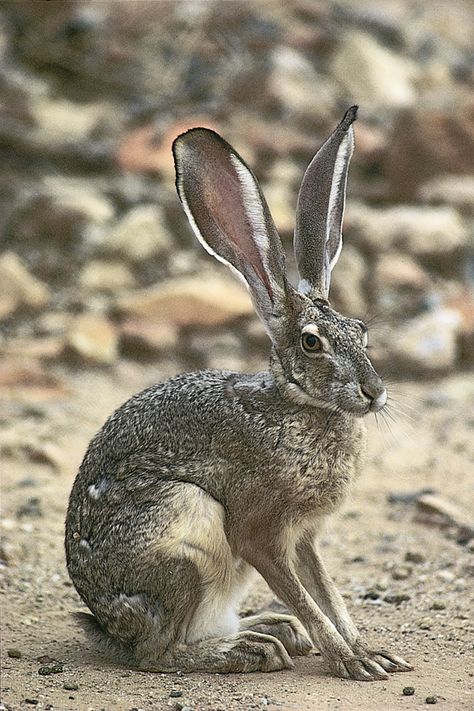 Black-tailed jackrabbits (Lepus californicus) are widespread on the western plains of North America. Black Tailed Jack Rabbit, Hare Reference Photo, Hare Character Design, Jackrabbit Art, Animals Hybrid, Hare Aesthetic, Hare Reference, Colorado Animals, Rabbit Reference