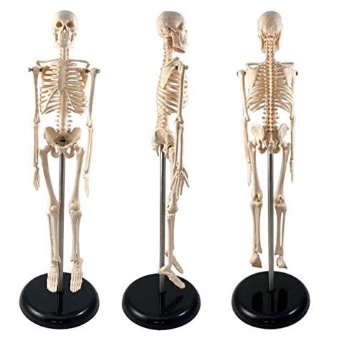 Human Skeleton Model for Anatomy |Human Skeleton Model with Metal Stand - 17 Inches Tall with Removable Arms and Legs | Scientific Model for Study: Amazon.com: Industrial & Scientific Anatomically Correct Skeleton, Human Skeleton Labeled, Printable Human Skeleton Diagram, Human Skeleton Model, Miniature Skeleton, The Human Skeleton, Skeleton Model, Skeleton Anatomy, Anatomy Models