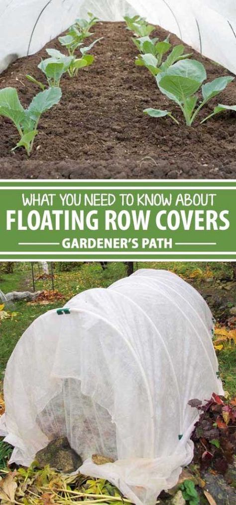 Floating row covers are a must for every gardener. From extending the season to keeping out pests, this multipurpose fabric can transform the way you garden. Keep reading to learn how to use floating row covers to make the most of every season. Floating Row Covers, Row Covers For Raised Beds, Garden Row Covers, Row Covers Garden, Gardening Reference, Veg Growing, Vege Patch, Winter Planting, Veggies Garden