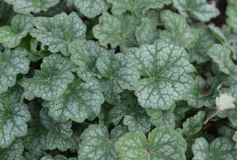 Mt. Cuba Center | Heuchera americana 'Dale's Strain' - Mt. Cuba Center Short Plants, Ground Covers, Blue Highlights, Outdoor Backyard, End Of Summer, All Plants, Growing Plants, Sorority, Garden Landscaping