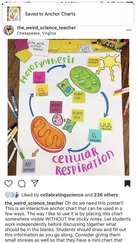 Biology Poster Ideas High Schools, Photosynthesis Anchor Chart, Biology Anchor Charts, Biology Poster Ideas, Cellular Respiration Notes Biology, Cellular Respiration Poster, Respiration In Organisms Class 7 Notes, Photosynthesis And Cellular Respiration Poster, Photosynthesis Vs Cellular Respiration