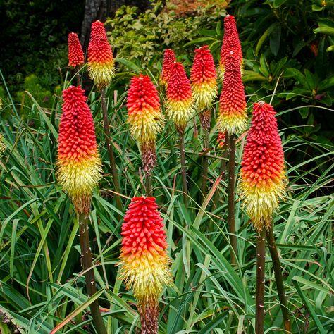 Kniphofia, Red Hot Poker - Wendell Niepagen Greenhouses Torch Lily, Red Hot Poker, Dream Yard, Purple Garden, Attract Pollinators, Flower Spike, How To Attract Hummingbirds, Perennial Garden, Greenhouses