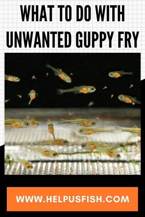 Guppy Fish Tank Ideas, Guppy Tank, Guppy Fish, Fish Feed, Diy Tank, Fish Breeding, Betta Fish, Aquariums, Aquarium Fish