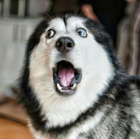 White Husky, A Husky, A Black, Husky, White, Black