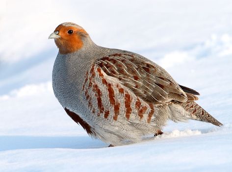 Hungarian Partridge, European Wildlife, Grey Partridge, Partridge Bird, Gamebirds, British Birds, Power Animal, Very Cute Dogs, Game Birds