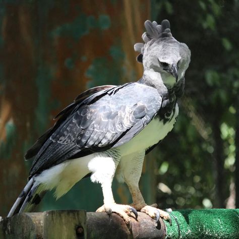 Harpy eagle guide: where these strange but iconic eagles live, how they hunt and why they are called harpy - Discover Wildlife Harpy Bird, Eagle Facts, Haliaeetus Leucocephalus, Harpy Eagle, Eagle Drawing, Backyard Chicken Farming, Animal Reference, Tropical Animals, Pretty Animals