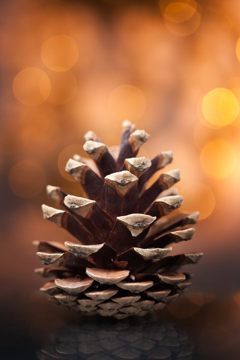 Foto Macro, Back Ground, Autumn Beauty, Seed Pods, Warm Autumn, Autumn Aesthetic, Natural Forms, Simple Beauty, Pine Cone