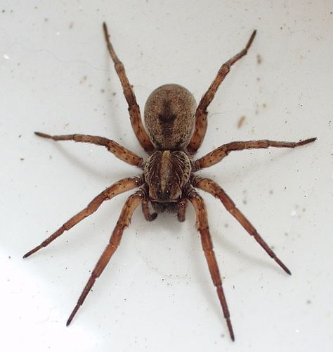 Wolf Spider Spider Killer, Dangerous Spiders, Spider Fact, Spider Pictures, Recluse Spider, Carolina Do Norte, Types Of Spiders, Spider Species, Get Rid Of Spiders