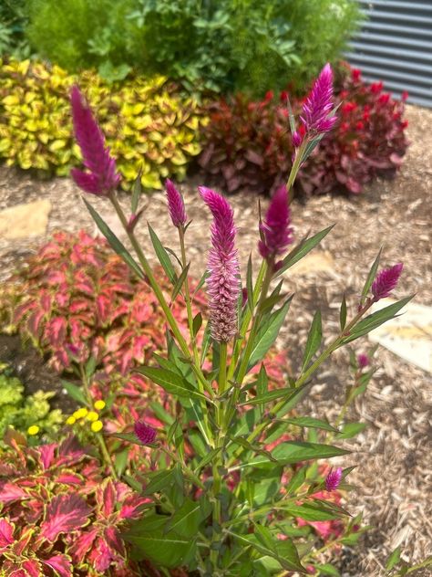 Crista de galo (Celosia argentea) de University of Nebraska - East Campus, Lincoln, NE, US em Julho 22, 2024 às 12:16 TARDE por Paige Myers · iNaturalist Celosia Argentea, Nebraska, Twitter Instagram, Lincoln, University, Plants