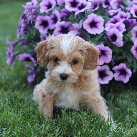 Micro-chipped Cavachon Puppies, Puppy Finder, Dogs Breeds, Mini Poodles, Bichon Frise, Cavalier King, Charles Spaniel, Cavalier King Charles Spaniel, Cavalier King Charles