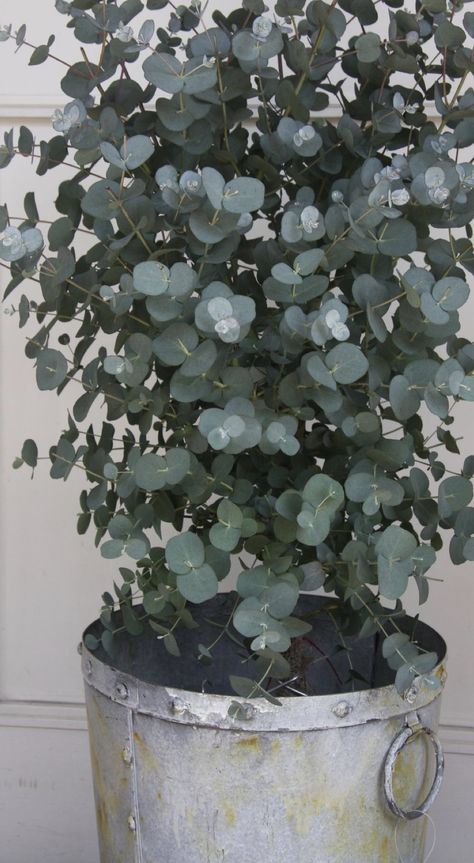 Silver Dollar Eucalyptus Tree, Trees Indoors, Eucalyptus Cinerea, Plant Goals, Dollar Eucalyptus, Silvery Blue, Future Garden, Silver Dollar Eucalyptus, Eucalyptus Tree