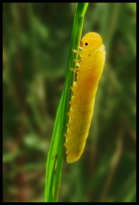 Caterpillar with smile by Pildik.deviantart.com on @DeviantArt Caterpillar Wallpaper, Interesting Insects, Creepy Crawlers, Cool Insects, Moth Caterpillar, Creepy Crawlies, Arthropods, Arachnids, Bugs And Insects