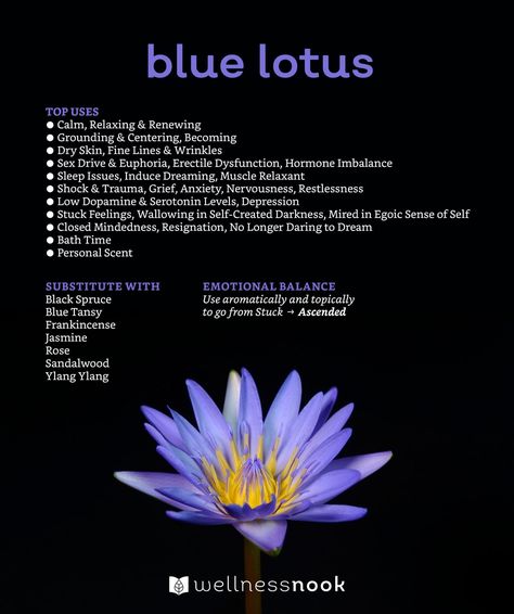 Lotus Flower Tea Benefits, Blue Lotus Herb Benefits, Blue Lotus Spiritual Meaning, Blue Lotus Essential Oil Benefits, Blue Lotus Tincture Recipe, Blue Lotus Magical Properties, Blue Lotus Benefits, Blue Lotus Tea Benefits, Blue Lotus Flower Benefits