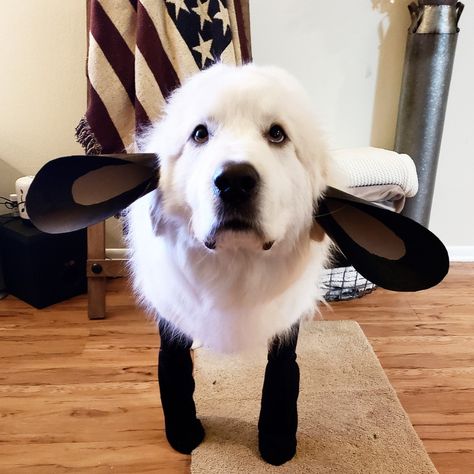 Sheep Dog Costume, Great Pyrenees Halloween Costume, White Dog Halloween Costumes, White Dog Costumes, Big Cute Dogs, Big Dog Halloween Costumes, Diy Pet Costumes, Large Dog Costumes, Cute Dog Halloween Costumes