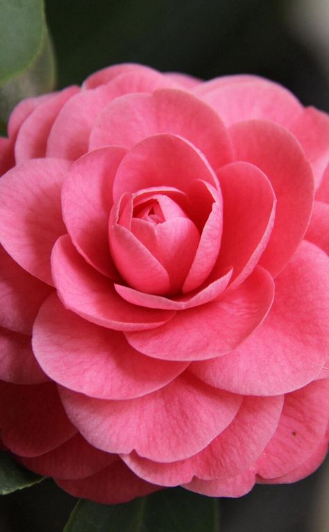 Camila Flower, Coral Blush, Exotic Flowers, Indian Art, Beautiful Images, Pretty Flowers, Decor Inspiration, Floral, Flowers