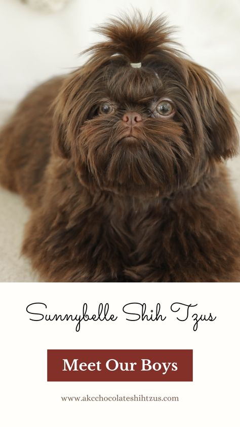 Brown Shih Tzu Puppy, Liver Shih Tzu, Chocolate Shih Tzu, Shitzu Haircuts, Dog Grooming Shih Tzu, Brown Shih Tzu, Shih Tzu Breeders, Black Shih Tzu, Shih Tzu Puppies