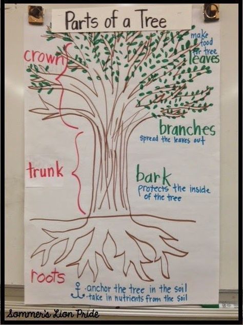 Parts Of A Tree Anchor Chart, Tree Preschool, Parts Of A Tree, Glad Strategies, Tree Unit, Tree Parts, Creative Curriculum Preschool, Classroom Tree, Plants Unit