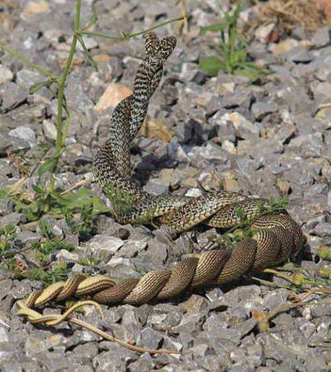 Gettin it on. Spiders And Snakes, Beautiful Snakes, Reptile Snakes, Exotic Animals, Unusual Animals, Crocodiles, A Snake, Reptiles And Amphibians, Amphibians