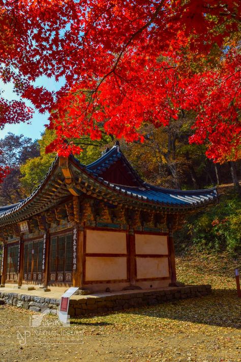 Temple, tree, fall, autumn, colors, leaves, forest, natejordanphoto, buddhist, monastery, nathan jordan photography, hiking, maple trees, Korean Maple Tree, Korean Temple, South Korea Traditional, Korean Trees South Korea, South Korea Cherry Blossoms, Nanga Parbat, Hindu Kush, Cao Bang, Karakoram Highway