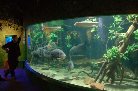 Flooded Forest Display at Blue Planet Aquarium Forest Display, Blue Planet Aquarium, Flooded Forest, Biotope Aquarium, Public Aquarium, Zoo Architecture, Tropical Freshwater Fish, Reptile Room, Aquarium Terrarium