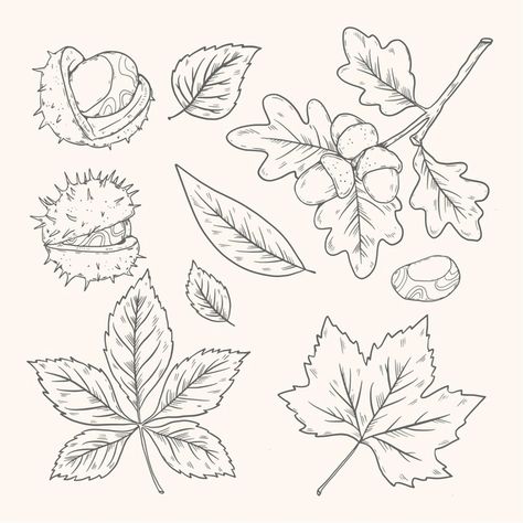 Autumn Leaves Line Drawing, Autumn Line Drawing, Fall Leaf Line Art, Autumn Leaf Illustration, Acorn Drawing Simple, Leaves Drawing Sketches, Autumn Flowers Drawing, Harvest Drawing, Fall Leaf Drawing