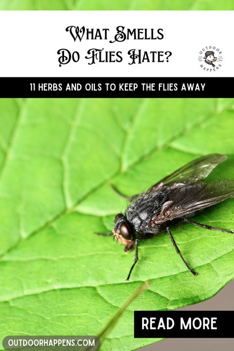 Physically deterring flies is useless. You can wave at them all you want (you silly human), but the flies - they simply don’t care. Luckily, there are other strategies against flies that make you look less foolish - and they have a pleasant aroma. Some of the smells that flies hate include... Squirrel Proof Garden, How To Repel Flies, Natural Fly Repellant, Repel Flies, Spider Spray, Citrus Smell, Essential Oils For Babies, Basil Essential Oil, Diy Scent