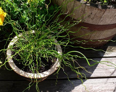 25 Seeds (seeds are pelleted) w/Instructions Tightly spiraling green leaves, very attractive smaller version of Spiralis. Corkscrew rush is a we Curly Plants Spirals, Juncus Spiralis, Juncus Effusus, Curly Wurly, Container Water Gardens, Bog Plants, Shallow Water, Water Gardens, Garden Edging