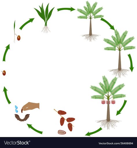 Tree Life Cycle, Date Plant, Dates Tree, Date Palm, Palm Plant, Campaign Posters, Beige Wallpaper, Tree Illustration, Logo Background