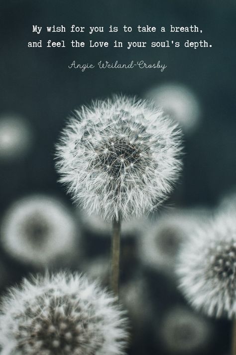 Soul Quote | Nature Photography of Dandelion Wishes by Eberhard Grossgasteiger | "My wish for you is to take a breath, and feel the Love in your soul's depth." Angie Weiland-Crosby #quotes #soulquotes #selflovepoetry #magical #dandelions #eberhardgrossgasteiger #blogging #selflove #autismlove #motherdaughter #soul #love #angieweilandcrosby #momsoulsoothers I Wish You Happiness Quotes, Angie Weiland-crosby, My Wish For You Quotes, Angie Weiland-crosby Quotes, Free Soul Quotes, Spiritual Calling, Poems About Girls, Dandelion Quotes, Dandelion Pictures