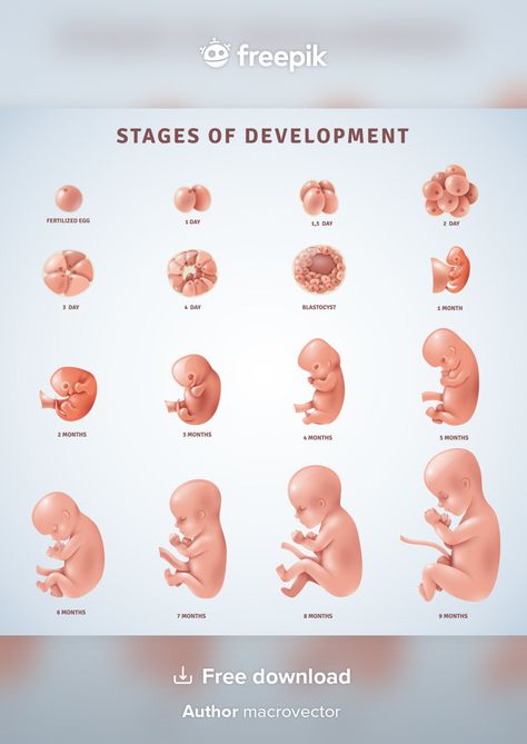 Stages Of Baby Development, Pregnancy Week, Newborn Schedule, Pregnancy Info, Baby Kicking, Pregnancy Information, Pumping Moms, Baby Sleep Problems, Pregnancy Stages