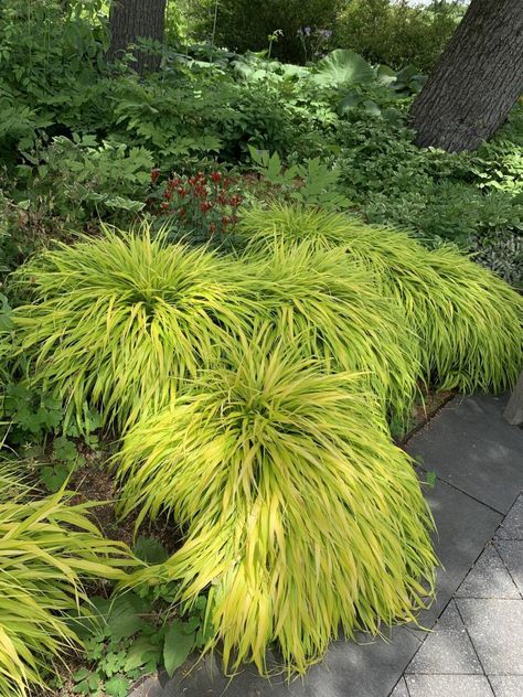 How To Grow And Care For The Hakone Grass Outdoor Flowering Plants, Hakone Grass, Hakonechloa Macra, Monkey Grass, Japanese Forest, Perennial Grasses, Fountain Grass, Grass Pattern, Organic Mulch