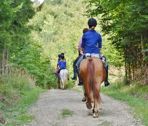 The Best Horseback Riding in Whitefish, Montana - Discovering Montana Horse Back Riding, Horse's Neck, Strongest Animal, Horse Exercises, Whitefish Montana, Horse Riding Tips, Bull Shark, Types Of Horses, Horse Trainer