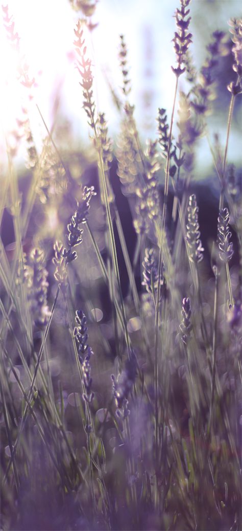 Background like this for invites Lovely Lavender, Lavender Blue, Lavender Fields, Green Gables, Lavender Flowers, Pretty Flowers, Secret Garden, Mother Nature, Wallpaper Iphone