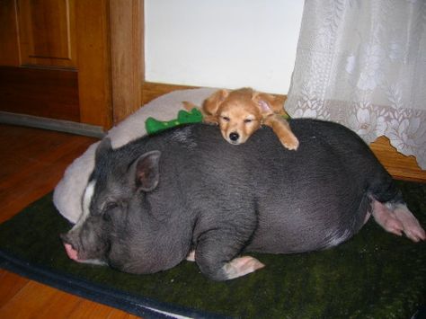 Oh I really want another pig - love them. Pigs As Pets, Pot Belly Pig, Pot Bellied Pig, Pig Care, Raising Pigs, Tender Loving Care, Pot Belly Pigs, Pot Belly, Cute Piglets