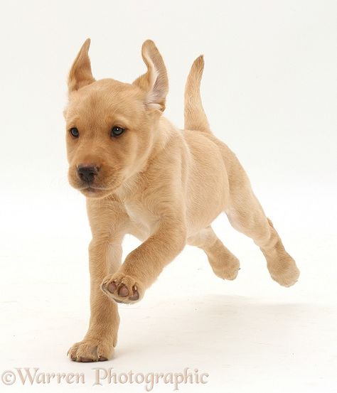 Cute Yellow Labrador puppy running- Puppies and cats photo! Puppy Running, Yellow Labrador Puppy, Dogs Walking, White Labrador, Labrador Retriever Puppy, Running Photos, Yellow Labrador Retriever, Book Board, Labrador Retriever Puppies