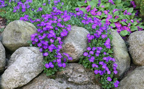 Aubrieta is a carpeting plant that produces masses of purple flowers in late spring. It has rough, hairy leaves and can be any tone from pale lilac to deep violet. Hill Landscaping, Rockery Garden, Alpine Garden, Rock Garden Plants, Rock Garden Design, Alpine Plants, Landscaping With Large Rocks, Garden Shrubs, Rock Garden Landscaping