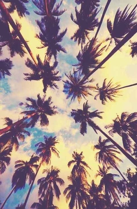 Wallpaper screensaver palm trees summer Bohol, Back Ground, Wallpaper Tumblr, California Love, California Dreamin', Jolie Photo, Pics Art, Ravenclaw, Endless Summer