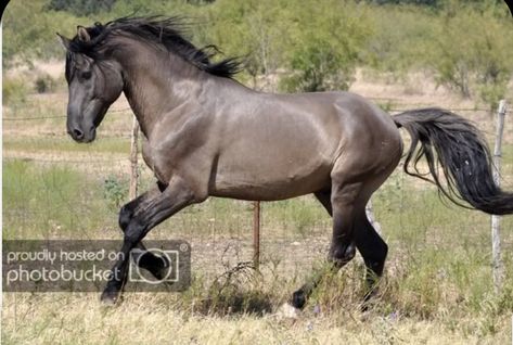 Grullo Horse, Cob Horse, Kiger Mustang, Grulla Horse, Wild Horses Mustangs, Horse Running, Horse Coats, Mustang Horse, Barrel Horse