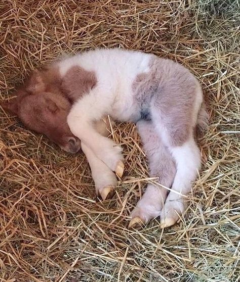 This newborn foal deserves to be my first share for 2019. Isn't he adorable? Sleeping Horse, Horses Foals, Foal Horse, Horse Foal, Mini Horses, Baby Horse, Tiny Horses, Painted Horse, Baby Pony